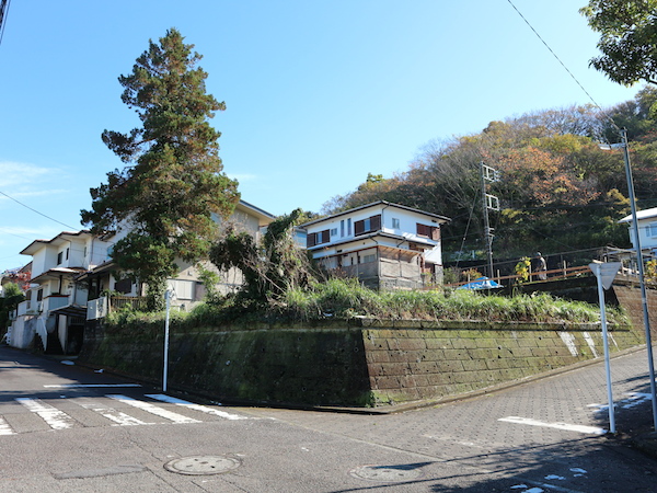 大きな大きなシンボルツリー！