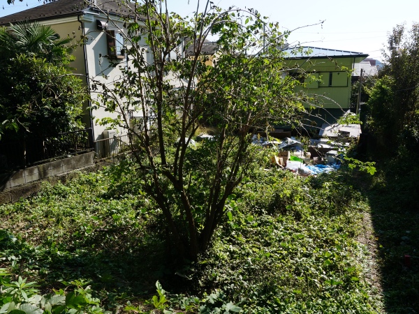 背後の緑が炸裂！これぞまさに山の根のポテンシャル。