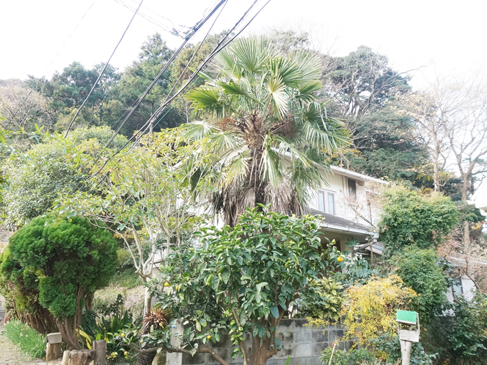 もりもりな木々に覆われた一戸建て