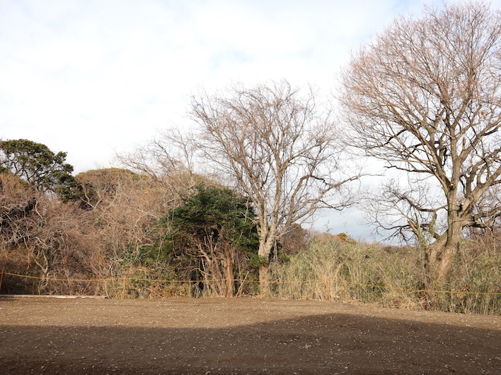 ＼借景万歳／鎌倉中央公園に隣接！樹木しかみえない！（新緑が楽しみすぎる）