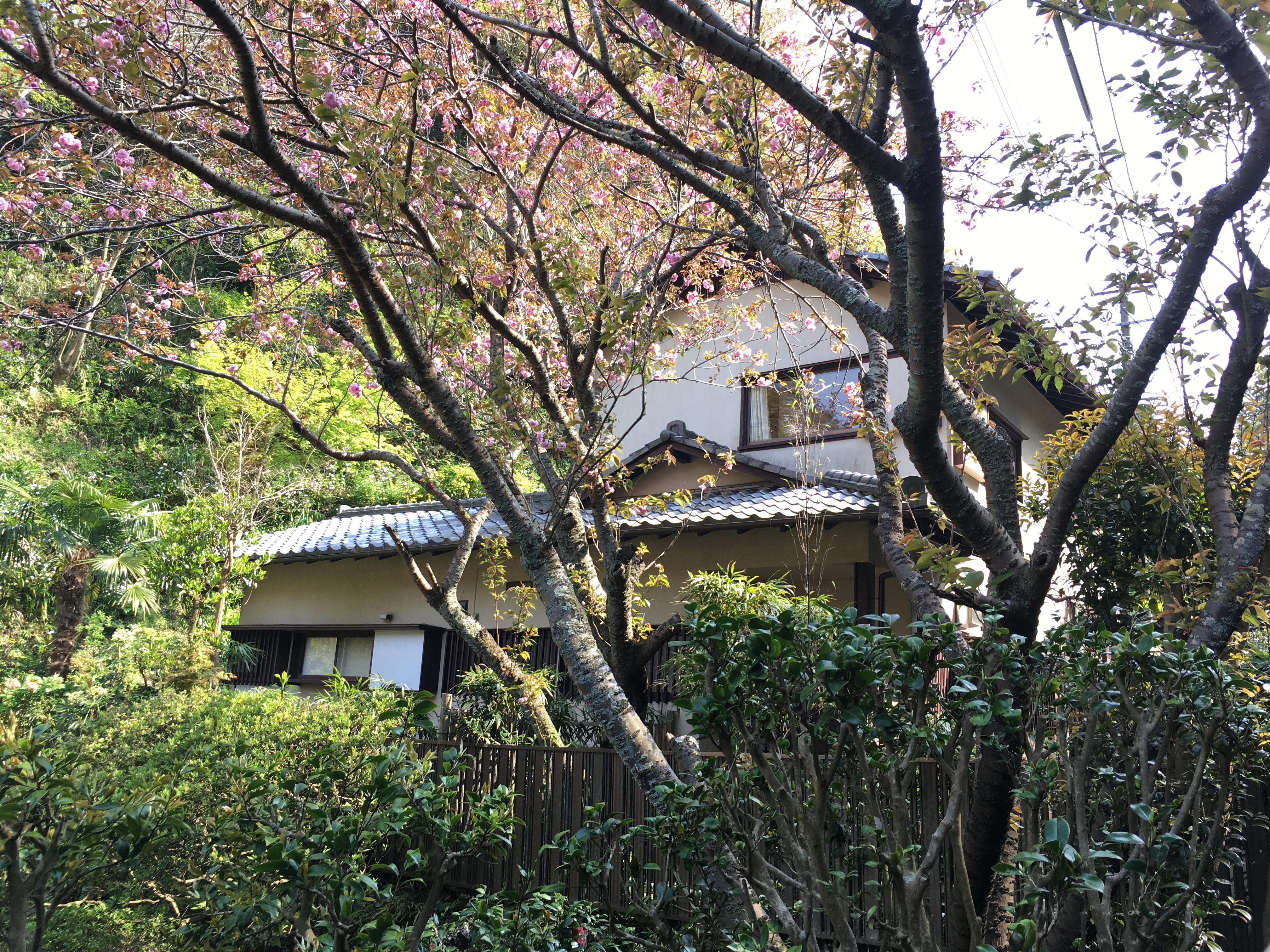 緑モリモリの中に佇む数寄屋な意匠。グッときます。