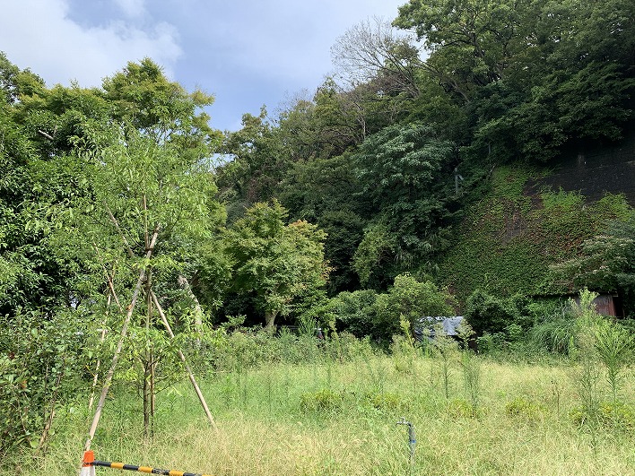 緑もりもりの現地