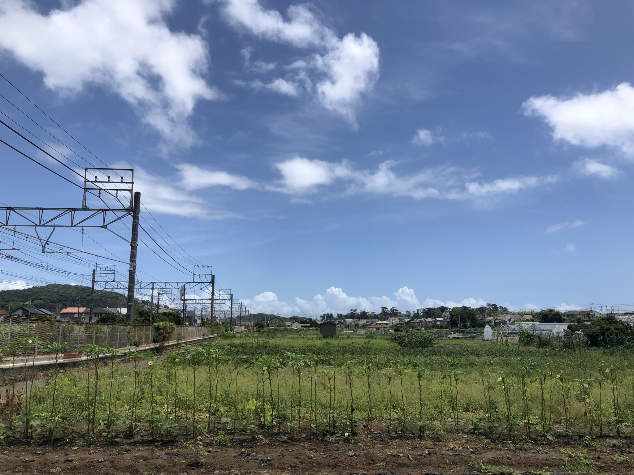 広い空と緑がのどか～