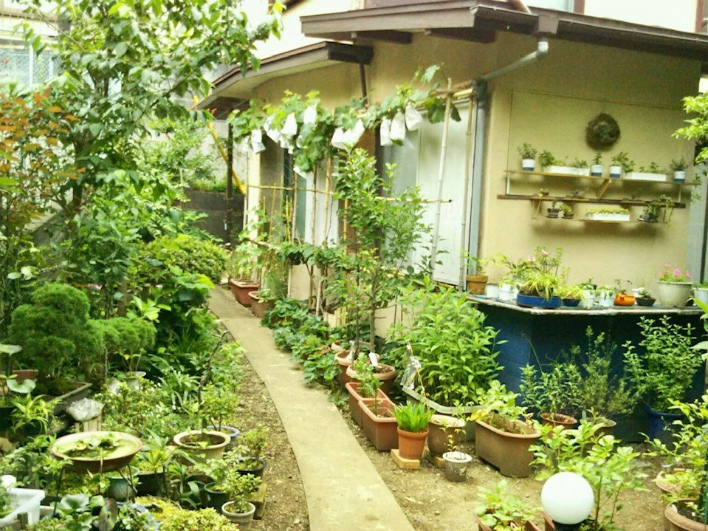 玄関へ向かうアプローチの脇は果樹、お花、盆栽でいっぱい！葡萄がたわわになっているのに注目！