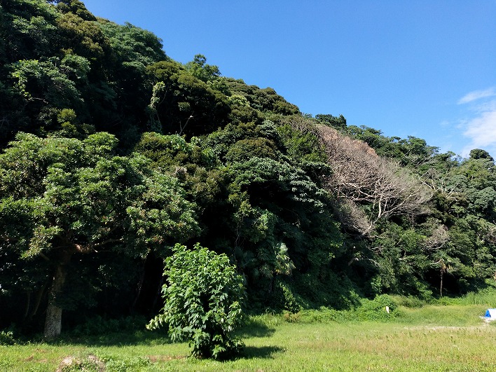 山のみどりがこんなに近い！日当たりも抜群です！