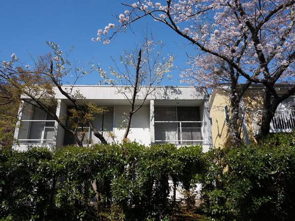 建物の南側は桜並木！
