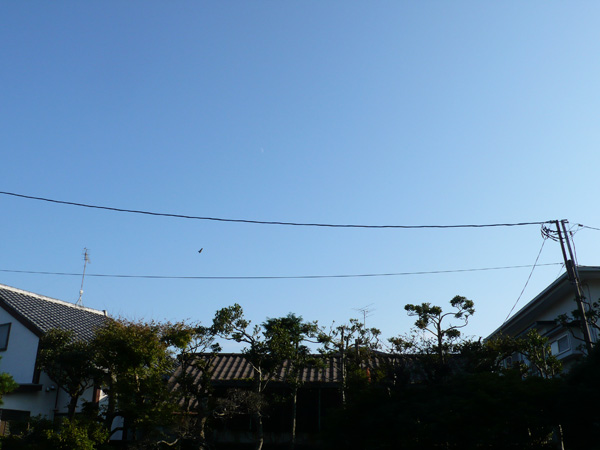 敷地内より南東方面を向いて撮影。空抜けてます。