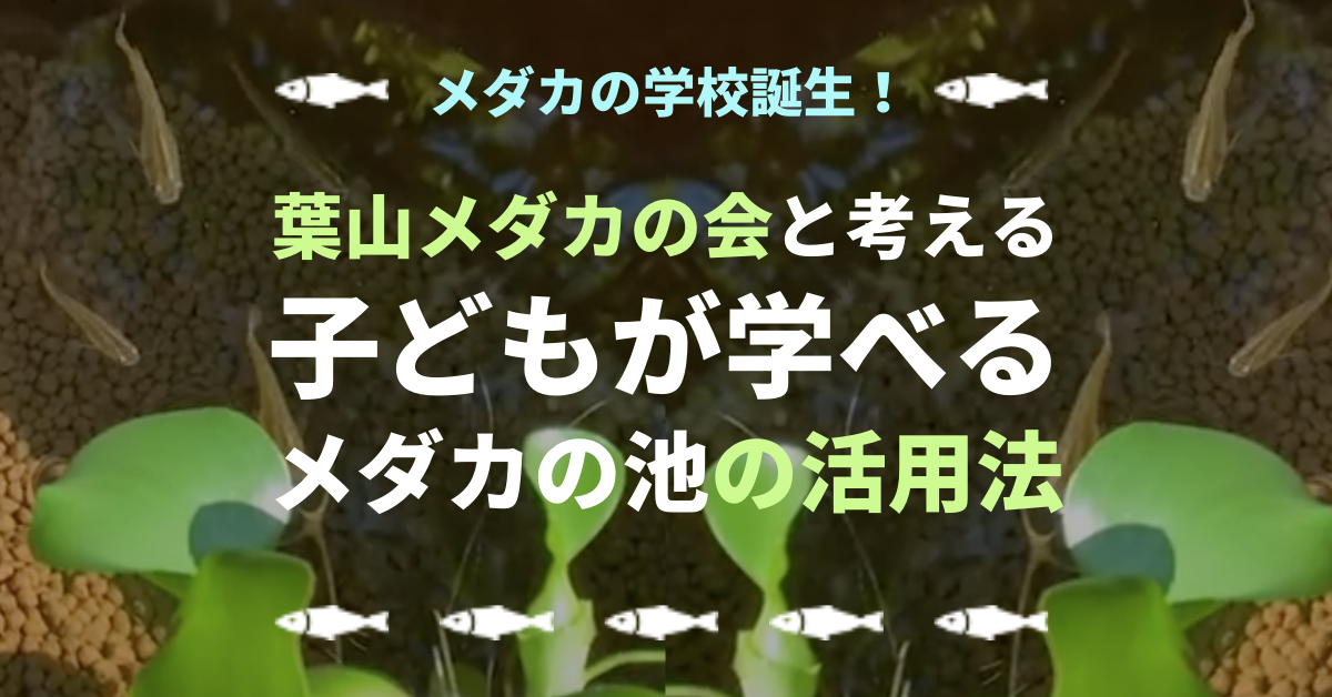 平野邸にメダカの学校誕生！！ 葉山メダカの会 今井さん清水さんと考える、 子どもが学べる「メダカの池」の活用方法。
